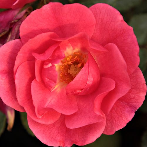 Online rózsa kertészet - talajtakaró rózsa - rózsaszín - Rosa Noatraum - diszkrét illatú rózsa - Werner Noack - Lenyűgöző megjelenésű, minimális gondozást igénylő, ellenálló fajta.
